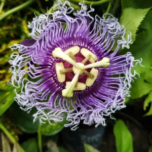 Passiflora Inspiration Plant - Passion Flower Vine - Unique Blooms