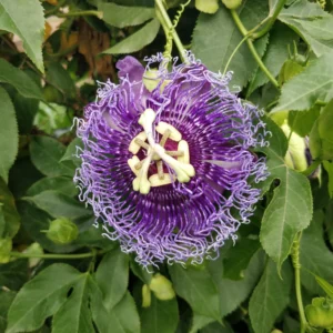 Passiflora Inspiration Plant - Passion Flower Vine - Unique Blooms