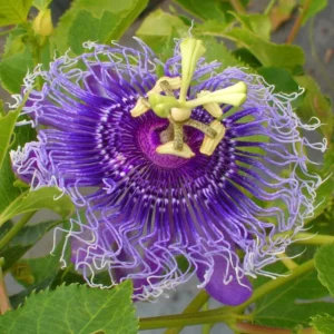 Passiflora Inspiration Plants - Live Vines - Set of 2 - Garden Ready
