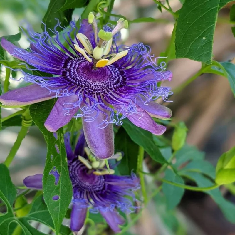 Passiflora Inspiration Plants - Set of 2 Flowering Vines for Gardens