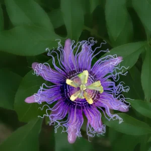 Passiflora Inspiration Plants - Set of 2 Flowering Vines for Gardens
