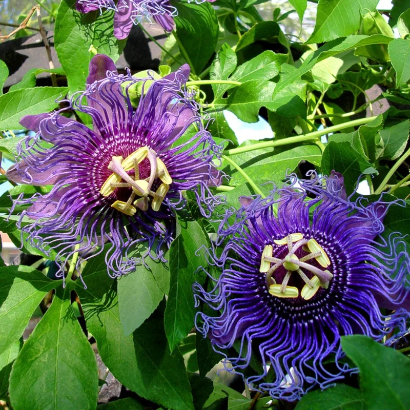Passiflora Inspiration Plants - Set of 2 Flowering Vines for Gardens