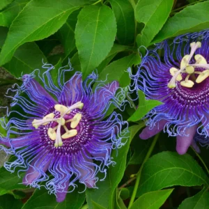 Passiflora Inspiration Plants - Set of 2 Flowering Vines for Gardens