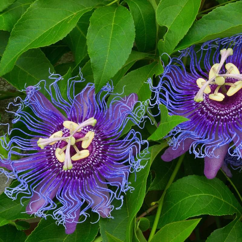Passiflora Inspiration Plants - Set of 2 Flowering Vines for Gardens