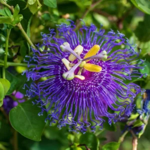 Passiflora Inspiration Plants - Live Vines - Set of 2 - Garden Ready