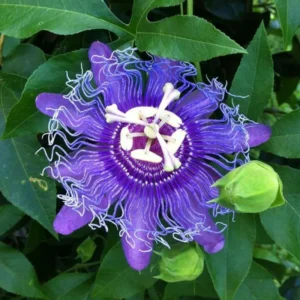 Passiflora Inspiration Plants - Live Vines - Set of 2 - Garden Ready