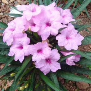 Pink Mexican Petunia Plants - Set of 2 - Flowering Garden Plants