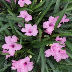 Pink Mexican Petunia Plants - Set of 2 - Flowering Garden Plants