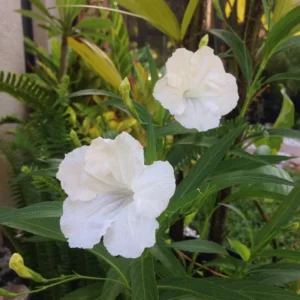 White Mexican Petunia Plants - 2 Pack - Live Flowering Plants