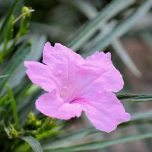 Pink Mexican Petunia Plants - Set of 2 - Flowering Garden Plants
