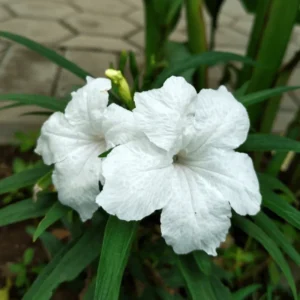 White Mexican Petunia Plants - 2 Pack - Live Flowering Plants