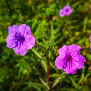 2 Mix Mexican Petunia Plants - Colorful Bloom, Easy Care Flowers