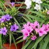 2 Mix Mexican Petunia Plants - Colorful Bloom, Easy Care Flowers