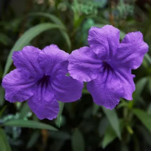 2 Mix Mexican Petunia Plants - Colorful Bloom, Easy Care Flowers