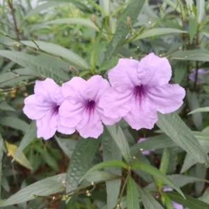 Pink Mexican Petunia Plants - Set of 3 - Flowering Garden Plants