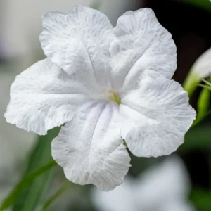 White Mexican Petunia Plants - Set of 3 - Easy Care Flowers
