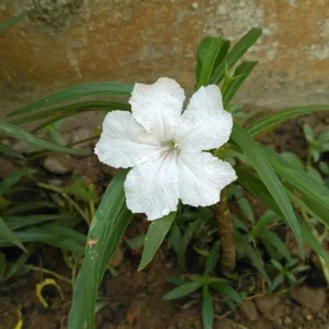 White Mexican Petunia Plants - Set of 3 - Easy Care Flowers