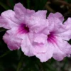 Pink Mexican Petunia Plants - Set of 3 - Flowering Garden Plants
