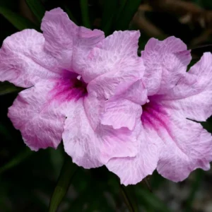 Pink Mexican Petunia Plants - Set of 3 - Flowering Garden Plants