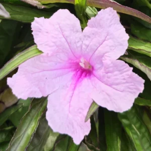 Pink Mexican Petunia Plants - Set of 3 - Flowering Garden Plants