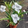 Mexican Petunia Plants 3 Mix Variety Flower Plants Garden Ready