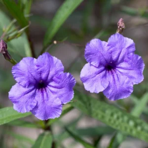 Purple Mexican Petunia Plants 3 Pack Live Flowering Garden Plants