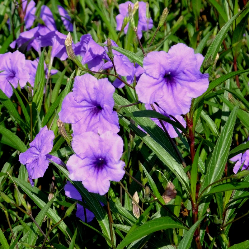 Purple Mexican Petunia Plants 3 Pack Live Flowering Garden Plants