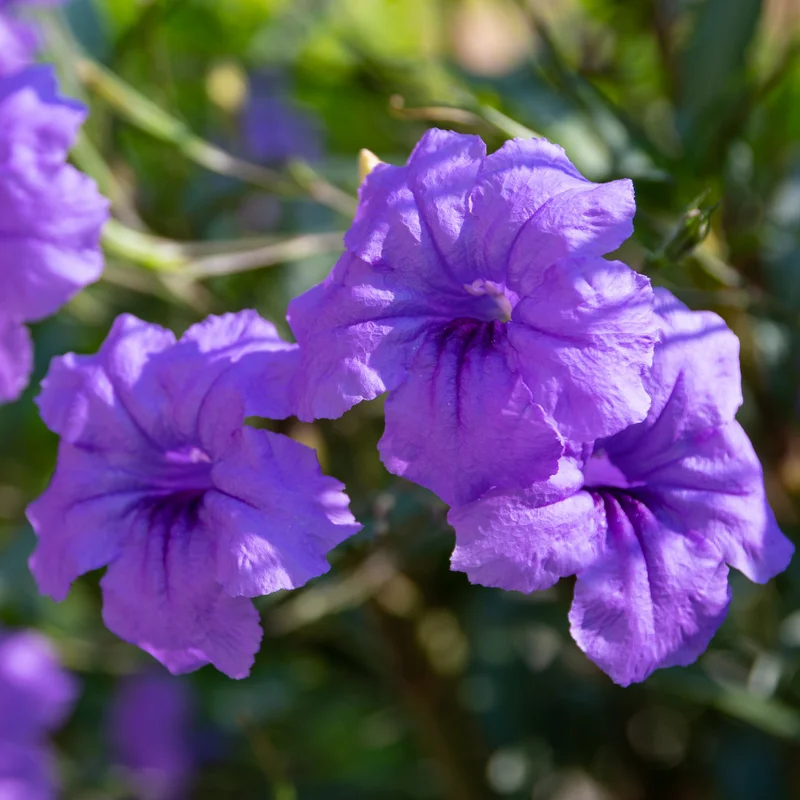 Purple Mexican Petunia Plants 3 Pack Live Flowering Garden Plants