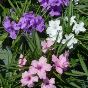 Mexican Petunia Plants 3 Mix Variety Flower Plants Garden Ready