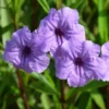 Purple Mexican Petunia Plants 3 Pack Live Flowering Garden Plants