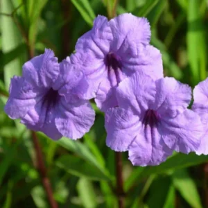 Purple Mexican Petunia Plants 3 Pack Live Flowering Garden Plants