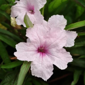 Mexican Petunia Plants - 4 Pink Ruellia Simplex - Garden Ready