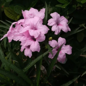 Mexican Petunia Plants - 4 Pink Ruellia Simplex - Garden Ready