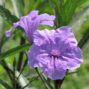 Purple Mexican Petunia Plants - Set of 4 - Vibrant Purple Blooms