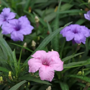 4 Mix Mexican Petunia Plants - Assorted Colors - Live Flowering Plants