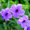 Purple Mexican Petunia Plants - Set of 4 - Vibrant Purple Blooms