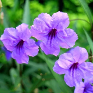 Purple Mexican Petunia Plants - Set of 4 - Vibrant Purple Blooms
