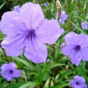 Purple Mexican Petunia Plants - Set of 4 - Vibrant Purple Blooms