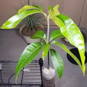 Kent Mango Tree - Live Fruit Tree - 10-14 inch - Garden Ready