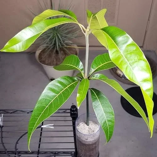 Kent Mango Tree - Live Fruit Tree - 10-14 inch - Garden Ready