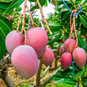 Kent Mango Tree - Live Fruit Tree - 10-14 inch - Garden Ready