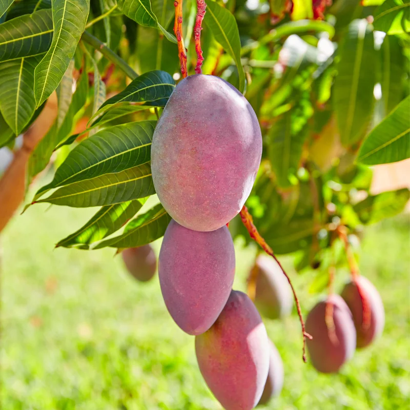 Kent Mango Tree - Live Fruit Tree - 10-14 inch - Garden Ready