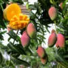 Kent Mango Plant 10-14in - Tropical Fruit Tree - Easy to Grow