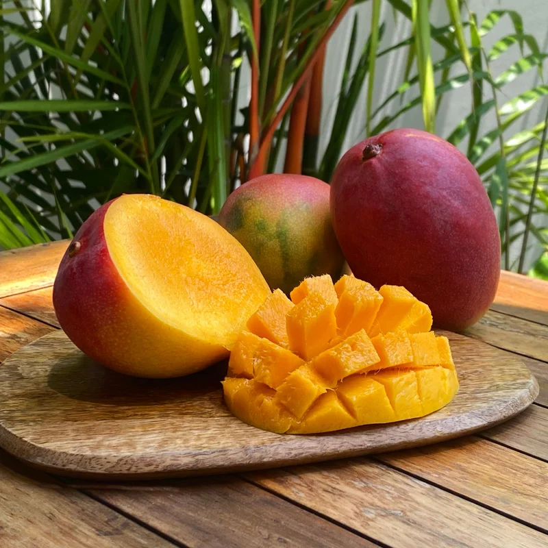 Kent Mango Tree - Live Fruit Tree - 10-14 inch - Garden Ready