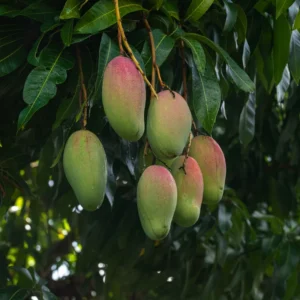 Kent Mango Plant 10-14in - Tropical Fruit Tree - Easy to Grow