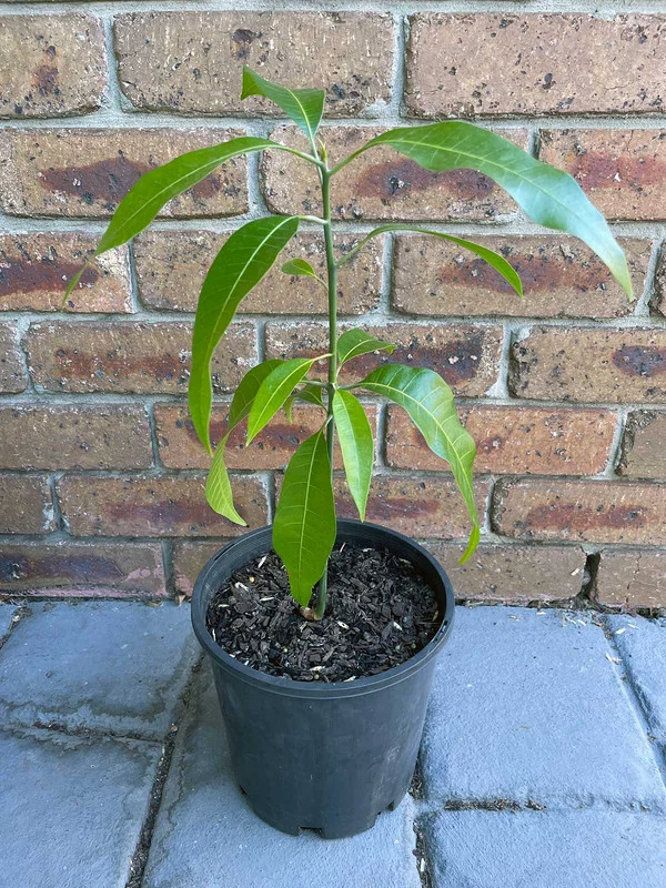 Carrie Mango Tree 8-12 Inch - Tropical Fruit Tree for Home Gardens