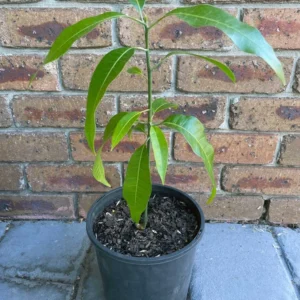 Carrie Mango Plant - 8-12 Inch Fruit Tree - Tropical Delight