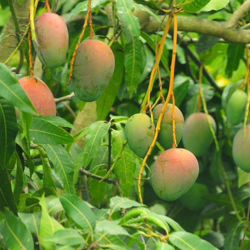 Carrie Mango Tree 8-12 Inch - Tropical Fruit Tree for Home Gardens