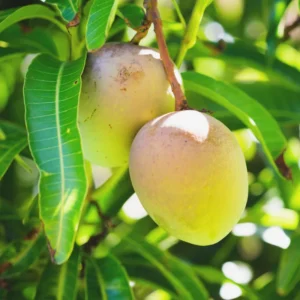 Carrie Mango Tree 8-12 Inch - Tropical Fruit Tree for Home Gardens