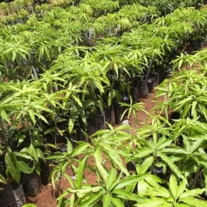 Ewin Mango Tree - 8-12 Inch Fruit Tree Sapling